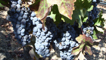 Ein Cabernet Sauvignon aus der Siedlung Ofra hat eine internationale Auszeichnung erhalten – hier Cabernet-Reben in Kalifornien.