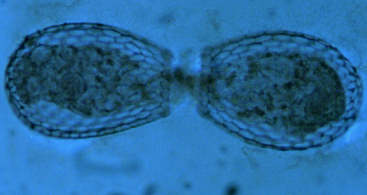 Die angestrebte "Zellteilung" hat bei der Kadima-Partei nicht funktioniert.