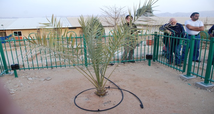 Die Palme "Metusalem" wurde aus 2.000 Jahre alten Dattelkernen gezüchtet.