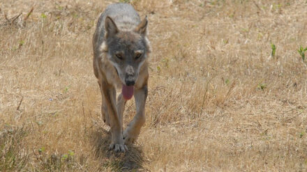 Manche Terroristen agieren wie einsame Wölfe, haben aber Kontakt über das Internet.