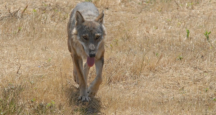 Manche Terroristen agieren wie einsame Wölfe, haben aber Kontakt über das Internet.
