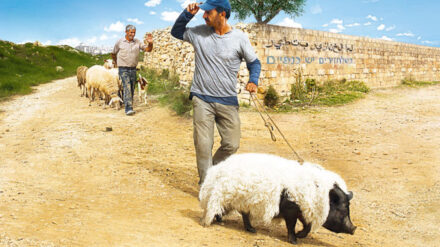 Wie bringt ein Palästinenser ein Schwein am besten unauffällig in eine israelische Siedlung?