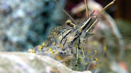 Alle acht der neu entdeckten Arten gehören zu den Arthropoda, auch Gliederfüßer genannt.