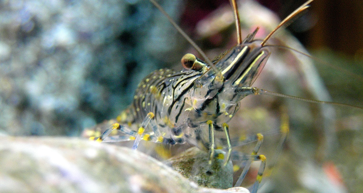 Alle acht der neu entdeckten Arten gehören zu den Arthropoda, auch Gliederfüßer genannt.