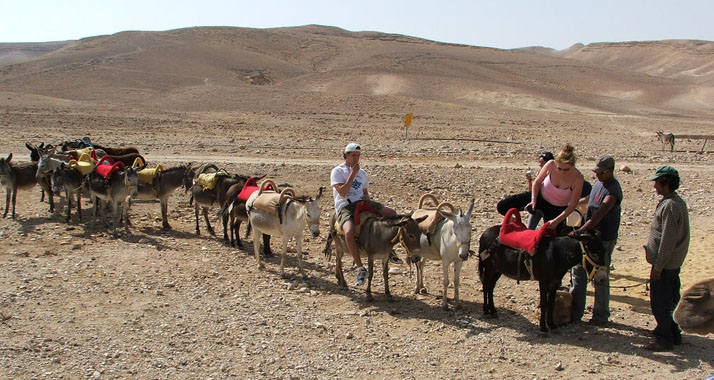 Der Ritt auf einem Esel ist eine beliebte Attraktion für Israelreisende. Jetzt gibt es die Reittiere sogar mit WLAN.