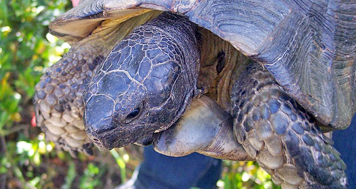 Machtkämpfe von Schildkröten können mitunter lebensgefährlich sein.