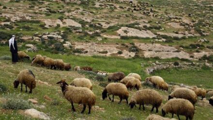 Im Westjordanland kommt es immer wieder zu Übergriffen radikaler Siedler auf palästinensische Hirten.