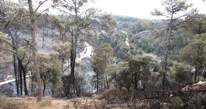 In einem Waldstück im Karmelgebirge wurden die sterblichen Überreste des vermissten Soldaten Madschi Halabi entdeckt.