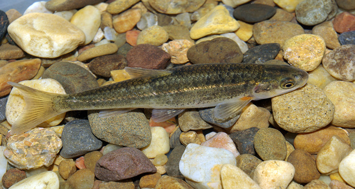 Die Jarkon-Laube, die nur in Israel vorkommt, gehört wie der Bitterling zu den karpfenartigen Fischen.