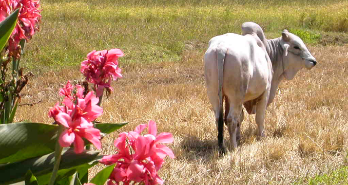 Die thailändische Landwirtschaft profitiert von israelischem Expertenwissen.