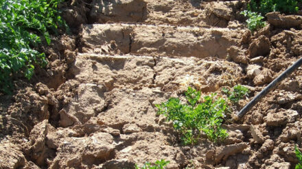 Ein palästinensischer Bauer ist im Gazastreifen unter ungeklärten Umständen durch Schüsse tödlich verwundet worden.