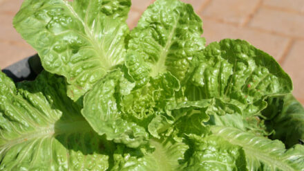 Das neue Gerät soll Insekten von Gemüse fernhalten.