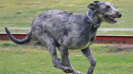 Mit einem Wolfshund haben die Grenzpolizisten dem Palästinenser Angst eingejagt.
