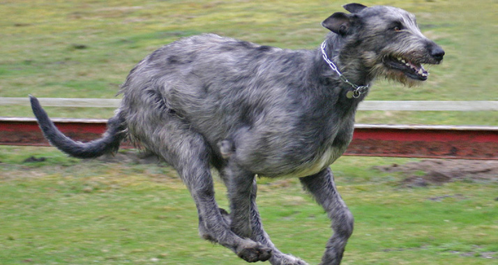 Mit einem Wolfshund haben die Grenzpolizisten dem Palästinenser Angst eingejagt.