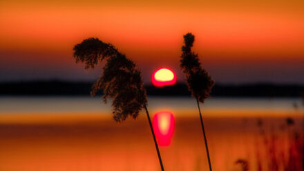 Goldgräber-Stimmung am Brandenburger Stolpsee