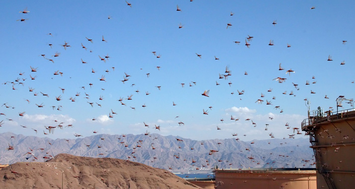 Israel bereitet sich auf eine mögliche Heuschreckenplage vor. (Im Bild: Heuschreckenschwarm in Eilat)