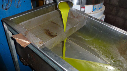 Im Jahr 2012 wurden in den Palästinensergebieten knapp 23.000 Tonnen Olivenöl gewonnen.