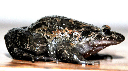 Der "Bunte Hula-Frosch" galt bis vor kurzem als ausgestorben.