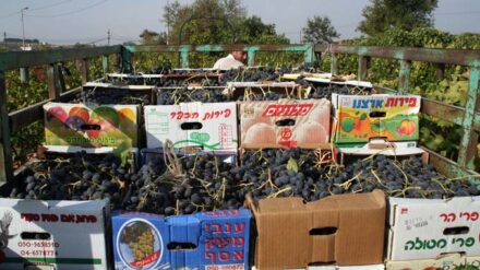 Im Gazastreifen werden unter anderem Trauben angebaut.