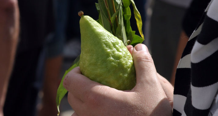 Die Etrog-Zitrone ist länglicher und die Schale ist genarbter als bei herkömmlichen Zitronen.