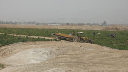 Tomatenernte im Westjordanland