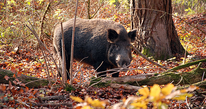 Die Philister haben offenbar europäische Wildschweine nach Israel importiert.