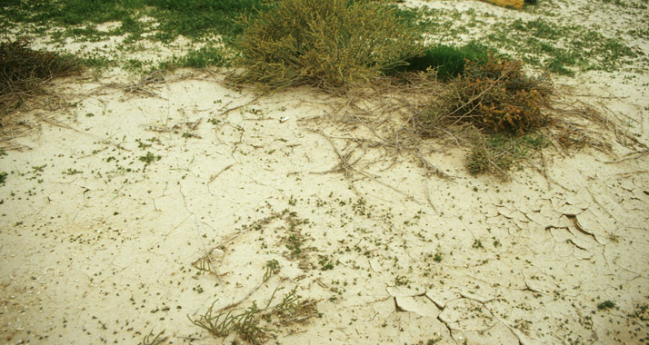 Israel erlebt derzeit eine ungewöhnliche Trockenperiode.
