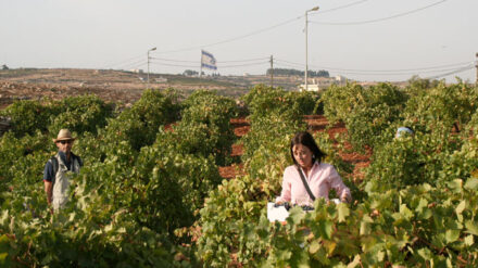 Entscheiden sich israelische Bauern für ein Schabbatjahr, dürfen sie in der Zeit nicht ihr Feld bewirtschaften. Auf dem Foto ernten ausländische Freiwillige Trauben (Archivbild).