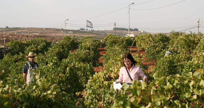 Entscheiden sich israelische Bauern für ein Schabbatjahr, dürfen sie in der Zeit nicht ihr Feld bewirtschaften. Auf dem Foto ernten ausländische Freiwillige Trauben (Archivbild).