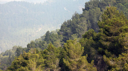 Der Fundort der Leiche befindet sich in den Wäldern um Jerusalem.
