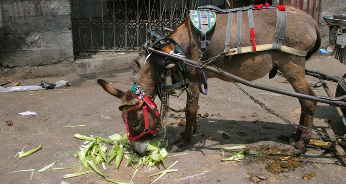 Terroristen wollten Soldaten mit einem mit Sprengstoff beladenen Esel angreifen. (Archivbild)