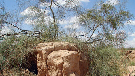 Tamarisken sollen israelischen Zügen als Sichtschutz gegen palästinesische Angreifer dienen.