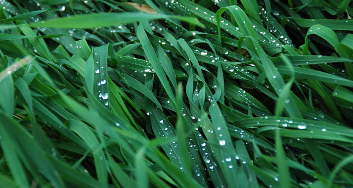 Meteorologen machen den Israelis Hoffnung auf überdurchschnittlich viel Regen.