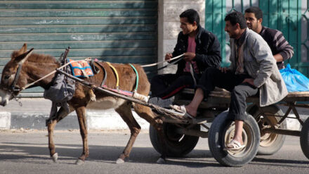 Bald gibt es keine Eselkarren mehr auf Israels Straßen. (Symbolbild)