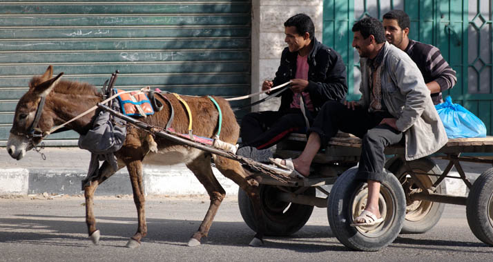 Bald gibt es keine Eselkarren mehr auf Israels Straßen. (Symbolbild)