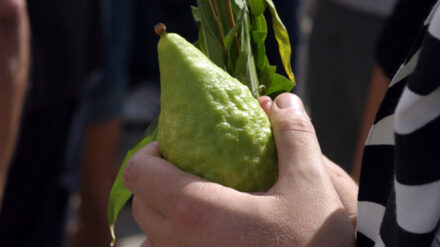 Die Etrog-Frucht ist länglicher und die Schale ist genarbter als bei herkömmlichen Zitronen.