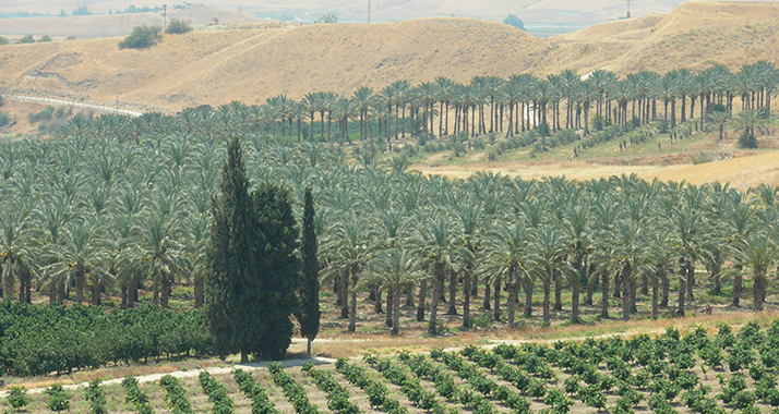 Die arabische Stadt soll im Westen von Galiläa entstehen. (Archivbild)