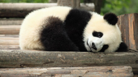 Ein Panda-Pärchen soll bald Zoobesucher in Haifa begeistern.
