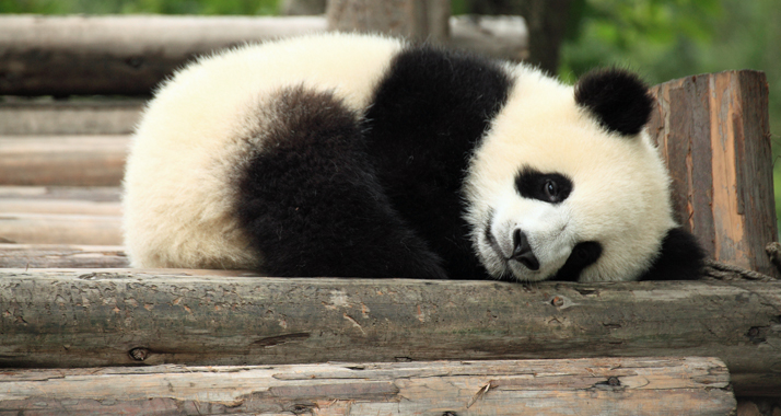 Ein Panda-Pärchen soll bald Zoobesucher in Haifa begeistern.