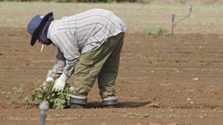 Israelische Landwirtschaft: Arbeiter aus dem Ausland müssen oft unter harten Bedingungen arbeiten.