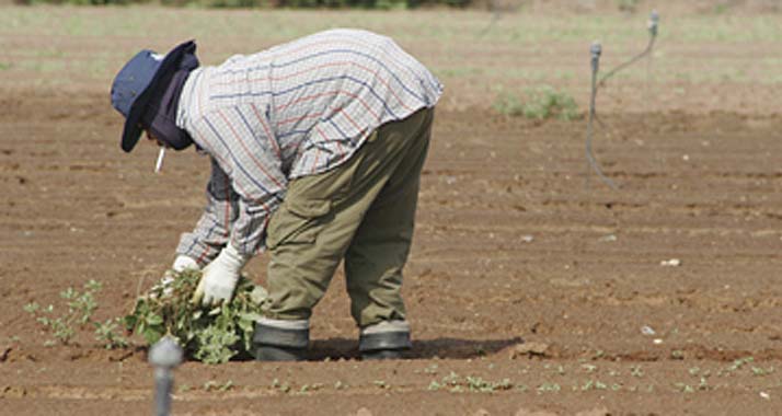 Israelische Landwirtschaft: Arbeiter aus dem Ausland müssen oft unter harten Bedingungen arbeiten.