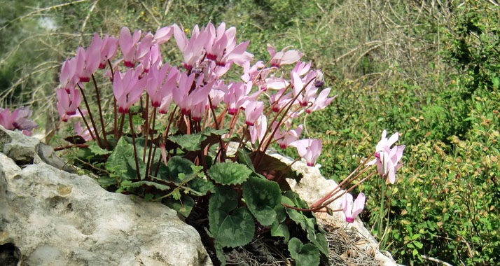 Der Frühling hält Einzug: Alpenveilchen bedecken den Waldboden.
