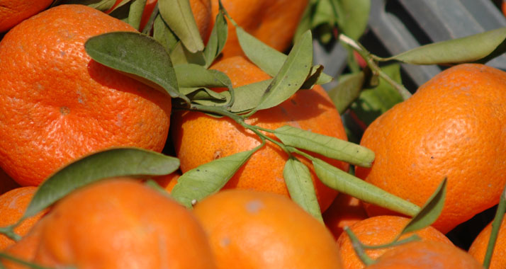 Freiwillige ernten Orangen und andere Früchte aus Privatgärten zur Verteilung an Bedürftige.