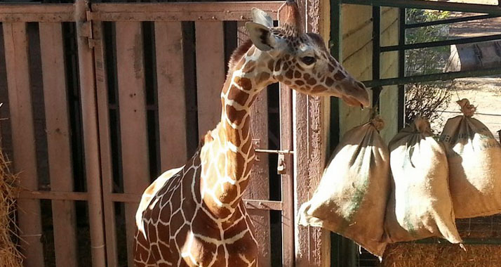 Giraffe Jengo hat eine Operation im Safari Park Ramat Gan nicht überlebt.