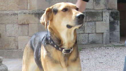 Hund in der Klosterkirche in Abu Gosch (Symbolbild)