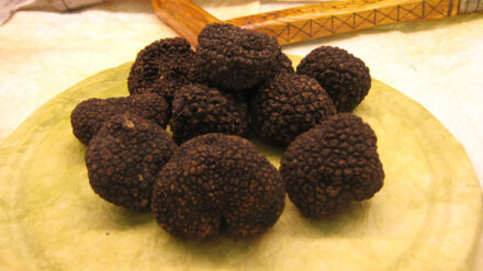 Auch in Israel begehrt: Schwarze Trüffel