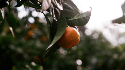 Der Einsatz der Bio-Fliegen soll den Bauern eine reichere Obst-Ernte garantieren.
