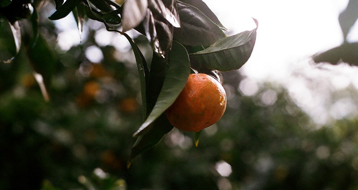 Der Einsatz der Bio-Fliegen soll den Bauern eine reichere Obst-Ernte garantieren.