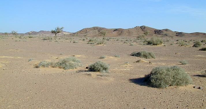 Im Sinai entführt: Das Schicksal von vier Palästinensern ist ungewiss.