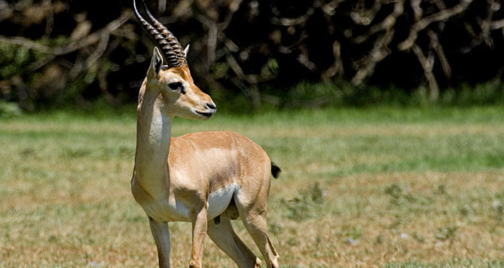 Die Edmigazelle ist in Israel streng geschützt, dennoch ist ihre Art vom Aussterben bedroht.